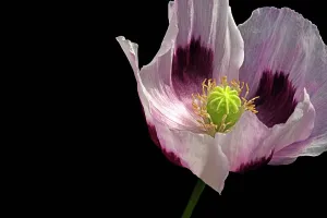 Somniferum: Opium poppy, Papaver somniferum, close up showing the stamen