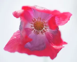 Somniferum: Opium poppy, Papaver somniferum, close up showing the stamen