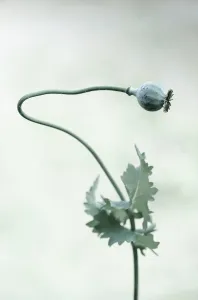 Enhanced: Opium poppy, Papaver somniferum, seedhead on a single stem t