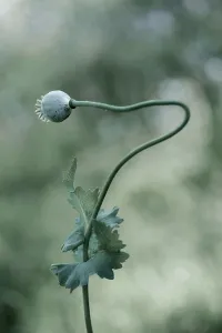 Enhanced: Opium poppy, Papaver somniferum, seedhead on a single stem t
