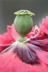 Tough: Opium poppy, Papaver somniferum. the green seed pod forming