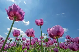 Somniferum: Opium poppy (Papaver somniferum) blooms on a field