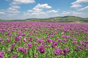 Somniferum: Opium poppy (Papaver somniferum) blooms on a field