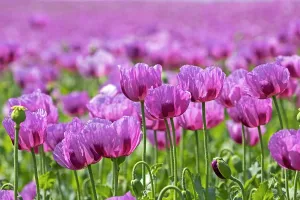 Somniferum: Opium poppy (Papaver somniferum) blooms on a field