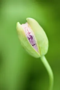 Advancement: Opium poppy, Papaver somniferum, close up of a bud opening