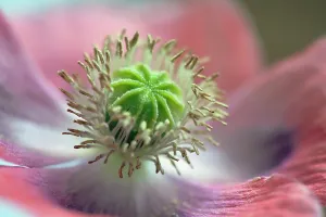 Somniferum: Opium poppy, Papaver somniferum, Very close view
