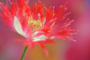 Feathered: Opium poppy, Papaver somniferum Danish Flag, red and white