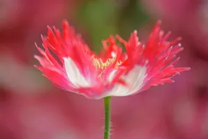 Feathered: Opium poppy, Papaver somniferum Danish Flag, red and white