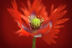 Feathered: Opium poppy, Papaver somniferum Danish Flag, red and white