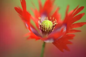 Feathered: Opium poppy, Papaver somniferum Danish Flag, red and white