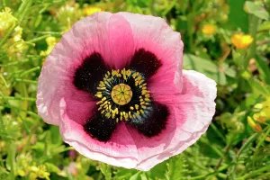 Stamens: Opium poppy (Papaver somniferum) flower, Lazarote