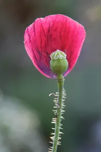 Flowered: Opium poppy, Papaver somniferum Peony Black'. A Single back