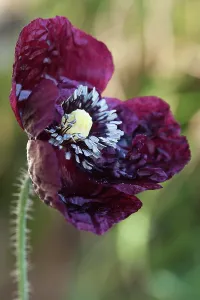 Flowered: Opium poppy, Papaver somniferum Peony Black a double, dark