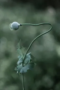 Enhanced: Opium poppy, Papaver somniferum seedhead on a single stem th