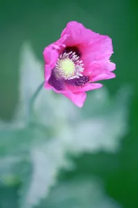 Somniferum: Opium poppy, Papaver somniferum, Front view of pink