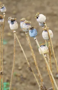 Drugs: Opium POPPY - seed heads