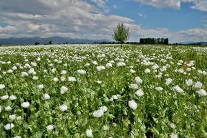 Opium: Opium White Poppies grown in Southwest Turkey