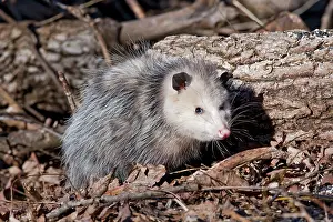 Opossum: Opossum - CT in March