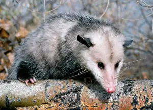 Opossum: OPOSSUM - FACING C/U ON BRANCH