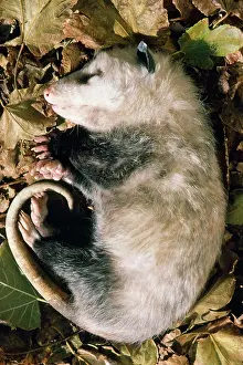 Feigning: Opossum - feigning death, defensive posture