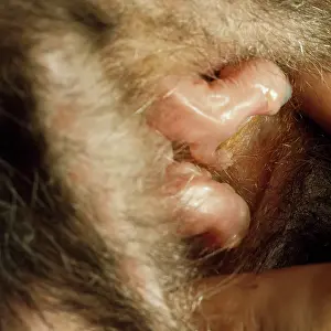 Opossum: Opossum - new born babys in pouch