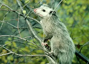 Opossum: Opossum - On tree branch