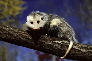 Opossum: Opossum on a tree branch