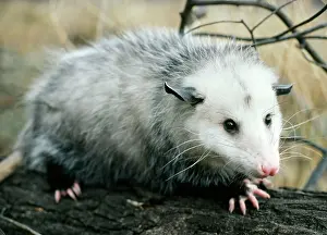 Opossum: Opossum - walking on tree branch