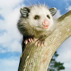 Opossum: OPOSSUM - young, close-up of face