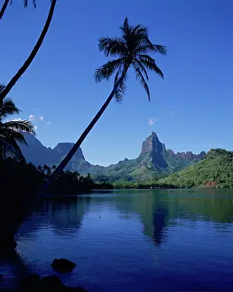 Society: Opunohu Bay, Moorea, French Polynesia