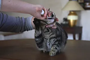 Oral: Oral care given to a cat
