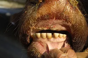 Lips: Oral lesions of the bluetongue disease France