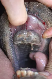 Pathologies: Oral lesions of the bluetongue disease France