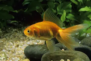 Oranda: Oranda Goldfish in aquarium