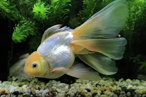 Cyprinid: Oranda Goldfish (Carassius auratus) as veiltail