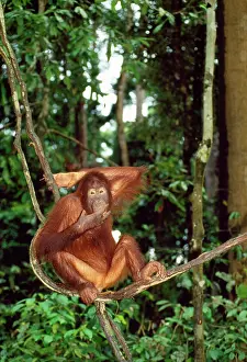 Kallen Marc Ferrero: ORANG-UTAN