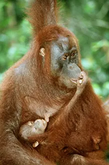 Apes: Orang-utan - adult and baby suckling