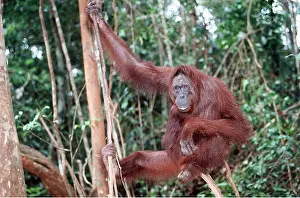Utan: Orang-utan - adult swinging