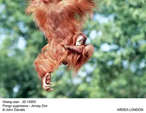 Swinging: Orang-utan - with baby