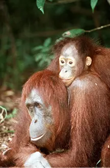 Apes: ORANG-UTAN - baby on adult's shoulders