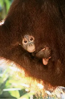 Utan: Orang-utan - baby under arm