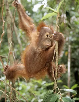 Agility: Orang-utan - baby climbing