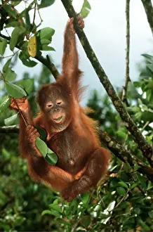 Hanging: Orang-utan - baby hanging from branch