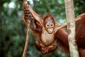 Apes: Orang-utan - baby hanging stretched from two trees
