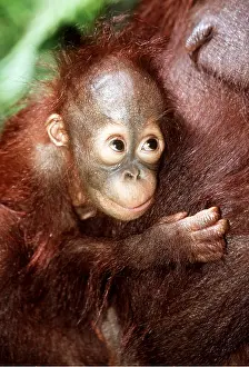 Utan: Orang-utan - baby looking up