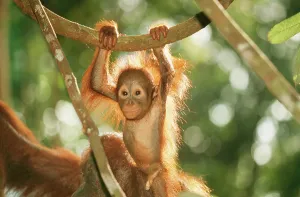 Penis: ORANG-UTAN - baby swinging from branch
