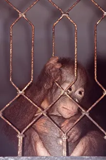 Utan: Orang-utan - baby in zoo, behind fence