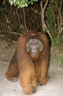 Utan: Orang-utan - big male walking