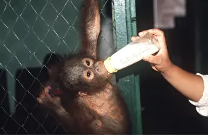 Apes: Orang-utan - being bottle-fed
