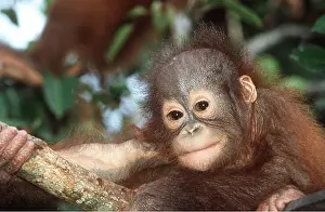 Utan: Orang-utan - close-up of baby's face